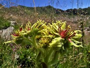 Bocchetta di Budria-Monte Azzaredo ad anello fiorito-10lu22 - FOTOGALLERY